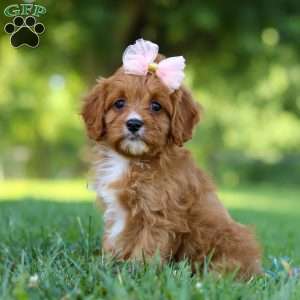Darla, Cavapoo Puppy